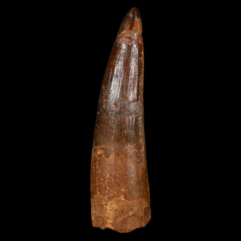 XL 3.1" Spinosaurus Fossil Tooth 100 Million Years Old Cretaceous Dinosaur COA - Fossil Age Minerals