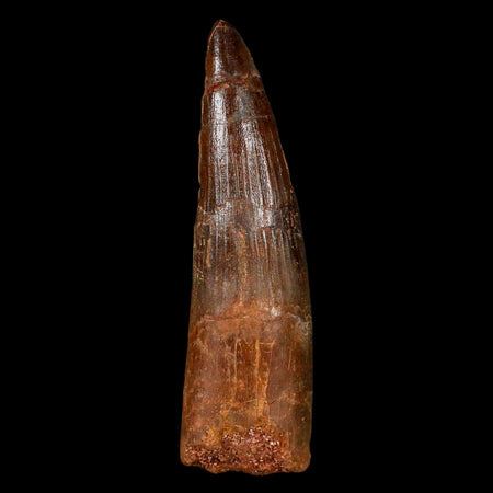 XL 3.1" Spinosaurus Fossil Tooth 100 Million Years Old Cretaceous Dinosaur COA