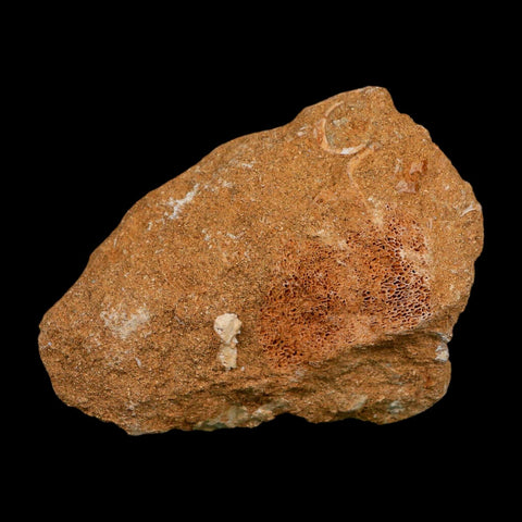 1.3" Plesiosaur Zarafasaura Tooth Fossil In Matrix Cretaceous Dinosaur Era COA - Fossil Age Minerals