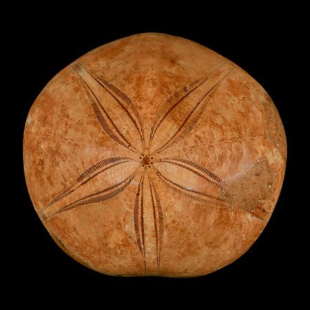 61MM Pygurus Marmonti Sea Urchin Fossil Sand Dollar Jurassic Age Madagascar