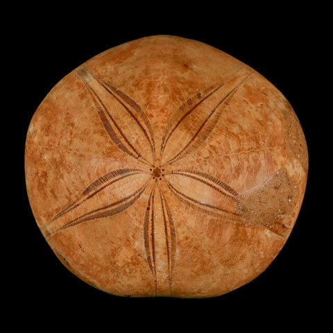 61MM Pygurus Marmonti Sea Urchin Fossil Sand Dollar Jurassic Age Madagascar