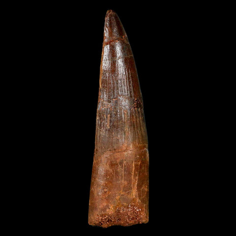 XL 3.1" Spinosaurus Fossil Tooth 100 Million Years Old Cretaceous Dinosaur COA - Fossil Age Minerals