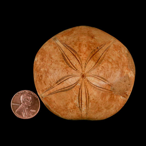 61MM Pygurus Marmonti Sea Urchin Fossil Sand Dollar Jurassic Age Madagascar