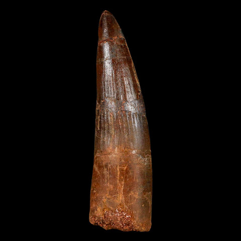 XL 3.1" Spinosaurus Fossil Tooth 100 Million Years Old Cretaceous Dinosaur COA - Fossil Age Minerals