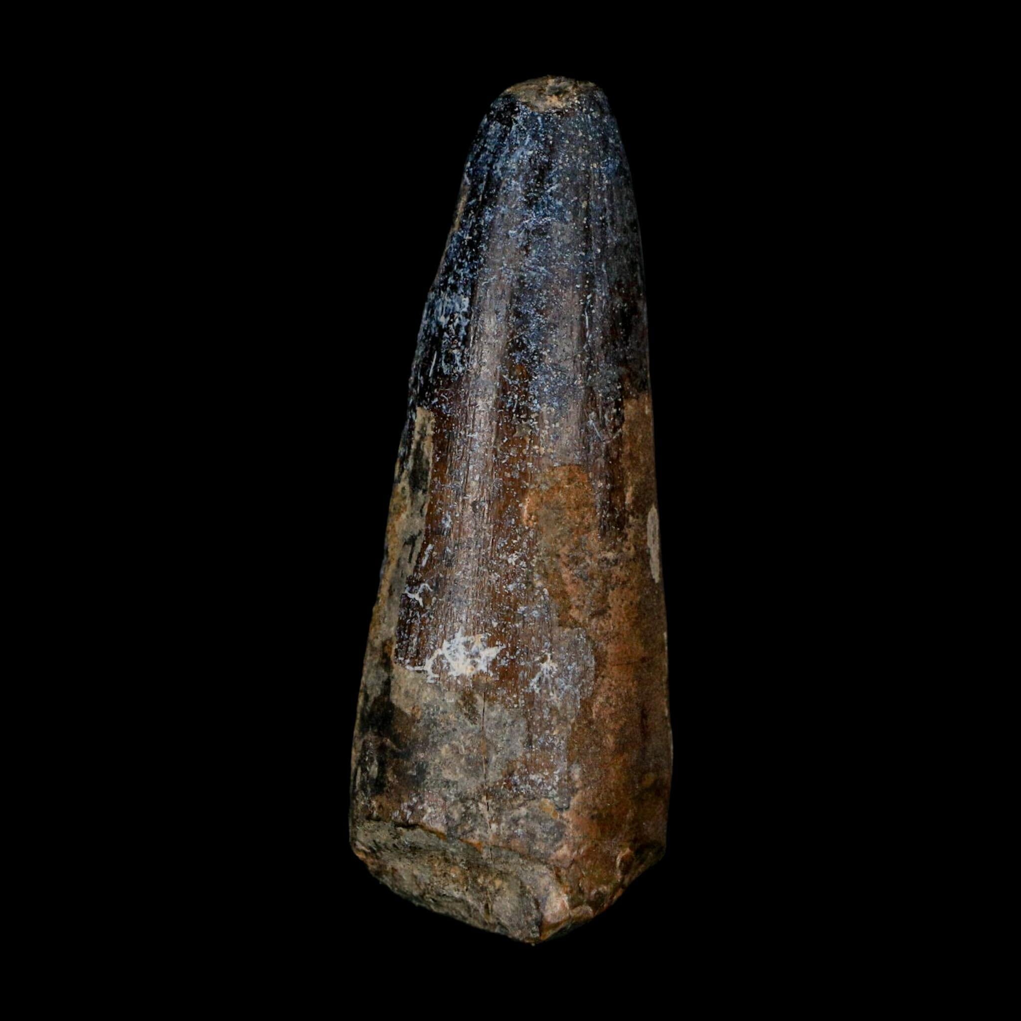XL 2.6" Sarcosuchus Imperator Crocodile Fossil Tooth Elrhaz FM Cretaceous Niger COA - Fossil Age Minerals