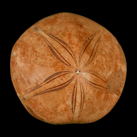 61MM Pygurus Marmonti Sea Urchin Fossil Sand Dollar Jurassic Age Madagascar