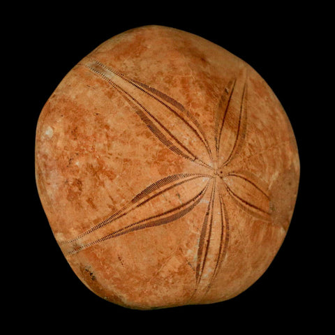 61MM Pygurus Marmonti Sea Urchin Fossil Sand Dollar Jurassic Age Madagascar