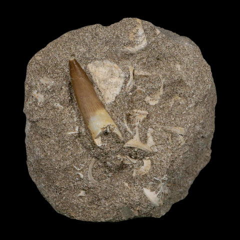 1.5" Plesiosaur Zarafasaura Tooth Fossil In Matrix Cretaceous Dinosaur Era COA - Fossil Age Minerals