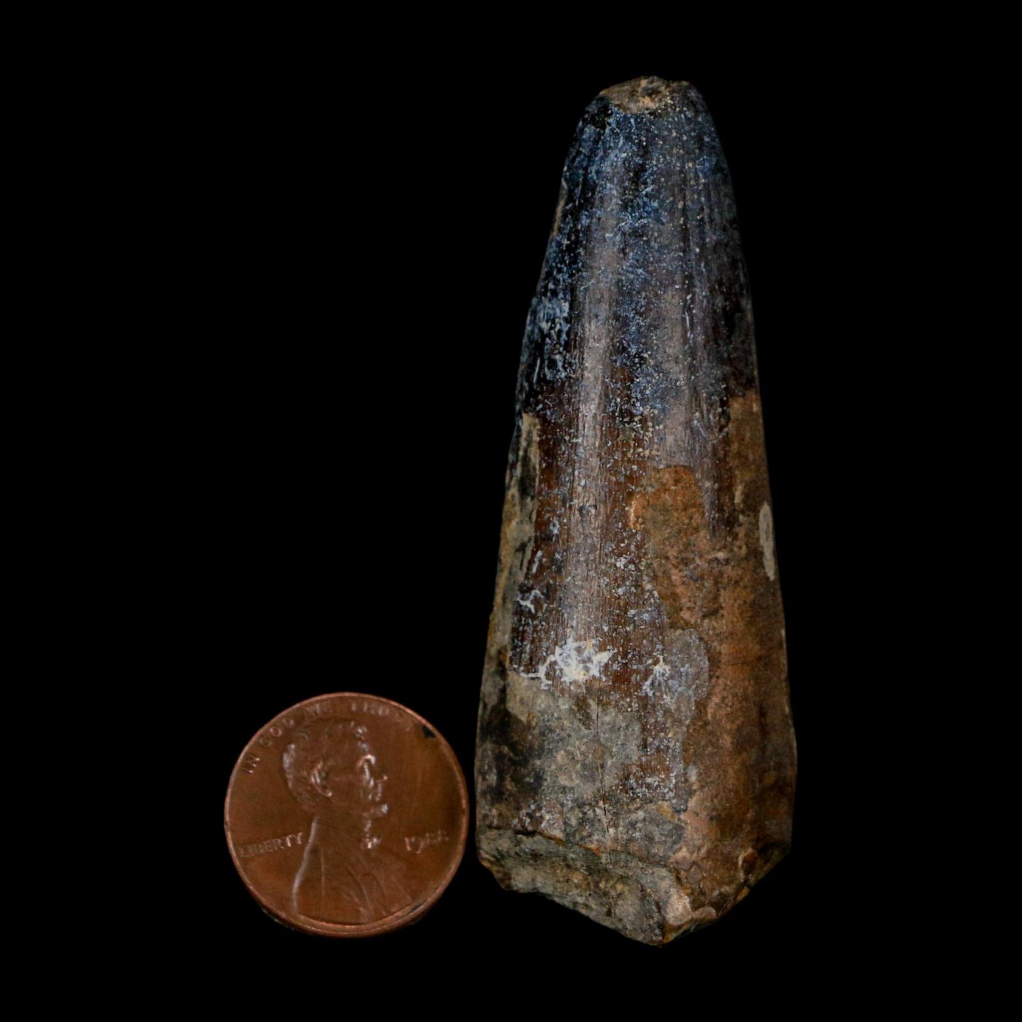 XL 2.6" Sarcosuchus Imperator Crocodile Fossil Tooth Elrhaz FM Cretaceous Niger COA - Fossil Age Minerals