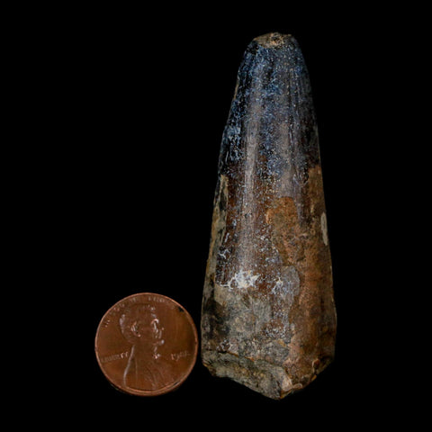 XL 2.6" Sarcosuchus Imperator Crocodile Fossil Tooth Elrhaz FM Cretaceous Niger COA