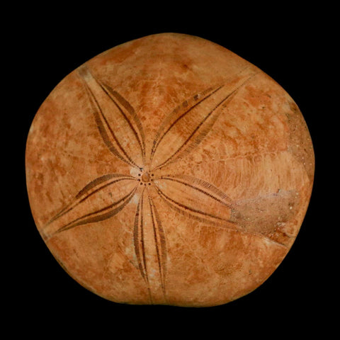 61MM Pygurus Marmonti Sea Urchin Fossil Sand Dollar Jurassic Age Madagascar