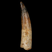 XL 3.1" Spinosaurus Fossil Tooth 100 Million Years Old Cretaceous Dinosaur COA
