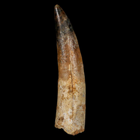 XL 3.1" Spinosaurus Fossil Tooth 100 Million Years Old Cretaceous Dinosaur COA - Fossil Age Minerals