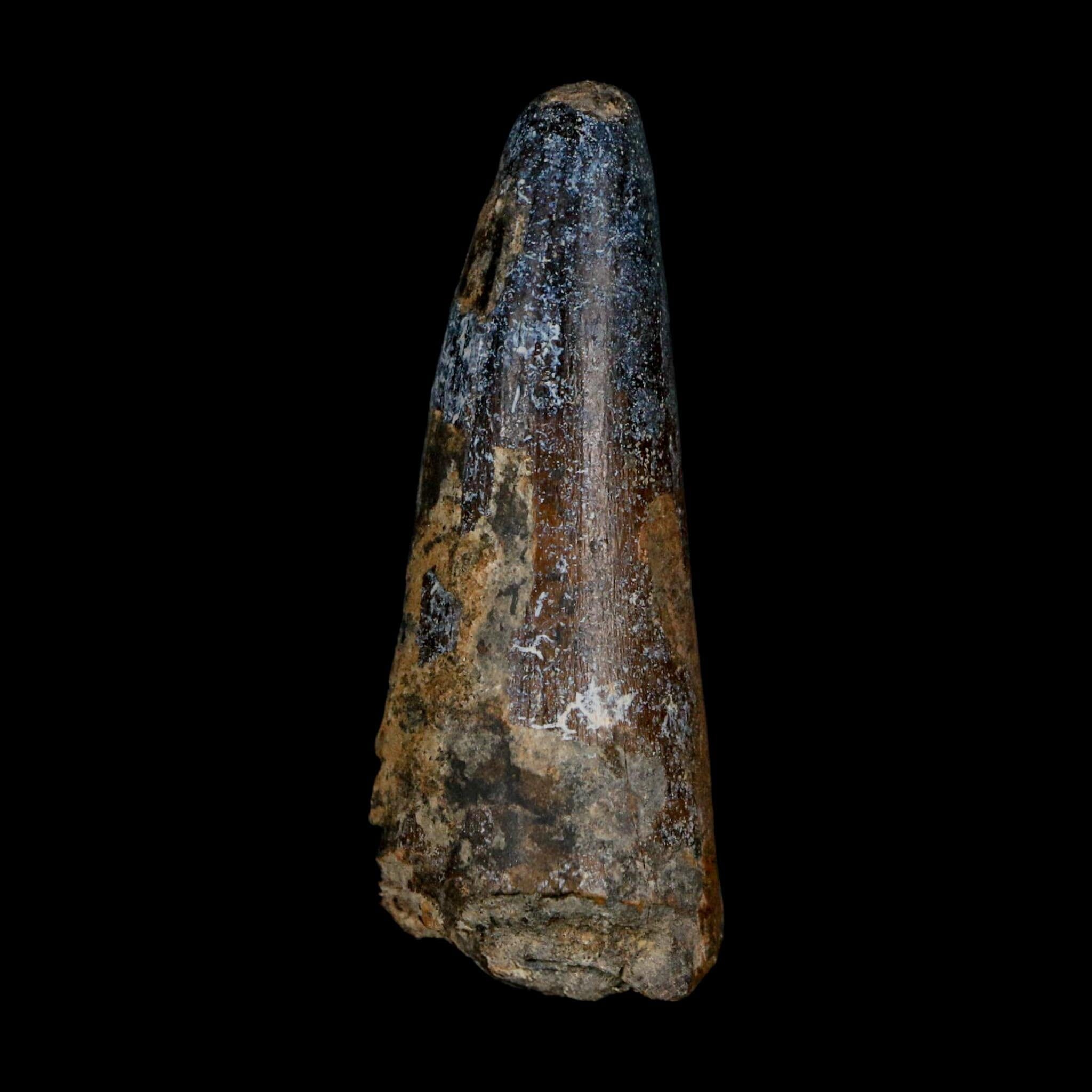 XL 2.6" Sarcosuchus Imperator Crocodile Fossil Tooth Elrhaz FM Cretaceous Niger COA - Fossil Age Minerals