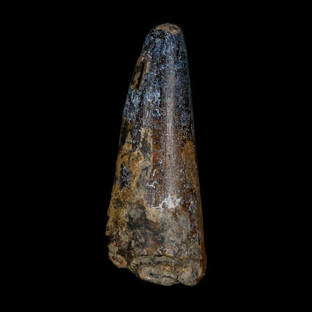 XL 2.6" Sarcosuchus Imperator Crocodile Fossil Tooth Elrhaz FM Cretaceous Niger COA
