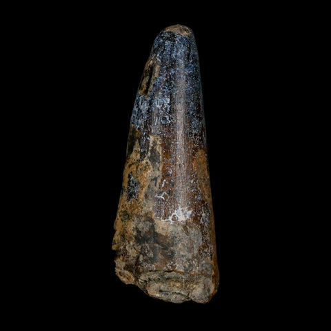 XL 2.6" Sarcosuchus Imperator Crocodile Fossil Tooth Elrhaz FM Cretaceous Niger COA