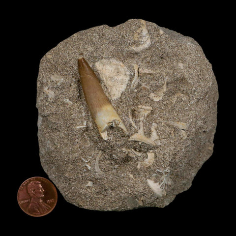 1.5" Plesiosaur Zarafasaura Tooth Fossil In Matrix Cretaceous Dinosaur Era COA - Fossil Age Minerals