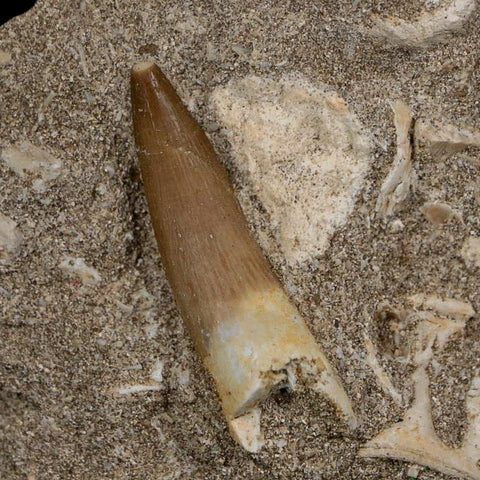 1.5" Plesiosaur Zarafasaura Tooth Fossil In Matrix Cretaceous Dinosaur Era COA - Fossil Age Minerals