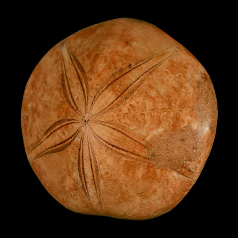61MM Pygurus Marmonti Sea Urchin Fossil Sand Dollar Jurassic Age Madagascar