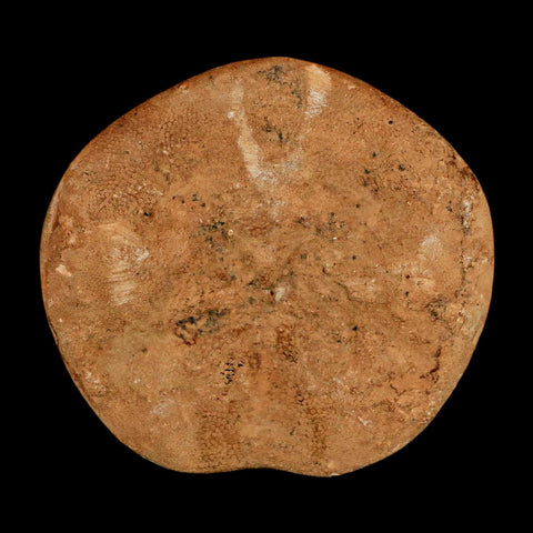 61MM Pygurus Marmonti Sea Urchin Fossil Sand Dollar Jurassic Age Madagascar