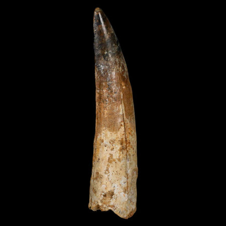 XL 3.1" Spinosaurus Fossil Tooth 100 Million Years Old Cretaceous Dinosaur COA