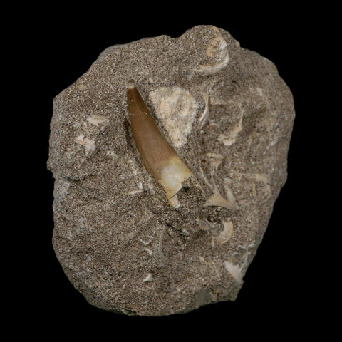 1.5" Plesiosaur Zarafasaura Tooth Fossil In Matrix Cretaceous Dinosaur Era COA - Fossil Age Minerals