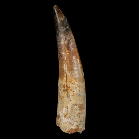 XL 3.1" Spinosaurus Fossil Tooth 100 Million Years Old Cretaceous Dinosaur COA - Fossil Age Minerals