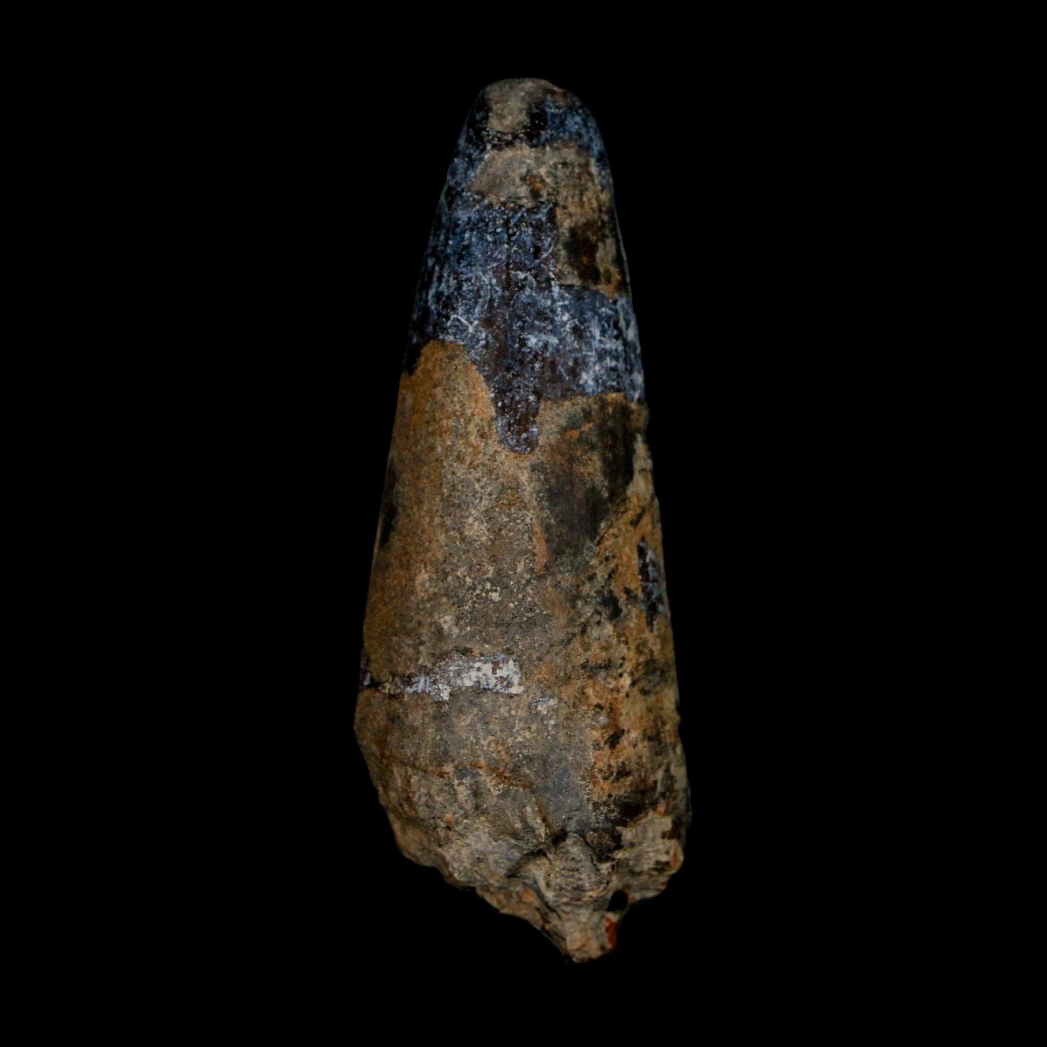 XL 2.6" Sarcosuchus Imperator Crocodile Fossil Tooth Elrhaz FM Cretaceous Niger COA - Fossil Age Minerals