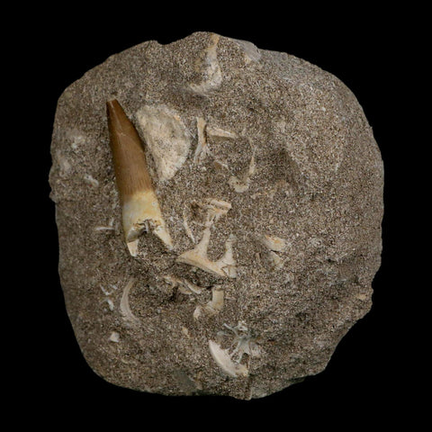 1.5" Plesiosaur Zarafasaura Tooth Fossil In Matrix Cretaceous Dinosaur Era COA - Fossil Age Minerals