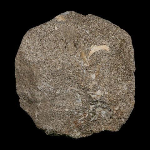 1.5" Plesiosaur Zarafasaura Tooth Fossil In Matrix Cretaceous Dinosaur Era COA - Fossil Age Minerals