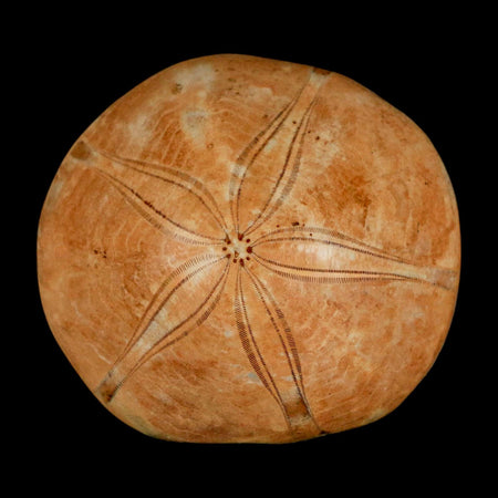 58MM Pygurus Marmonti Sea Urchin Fossil Sand Dollar Jurassic Age Madagascar