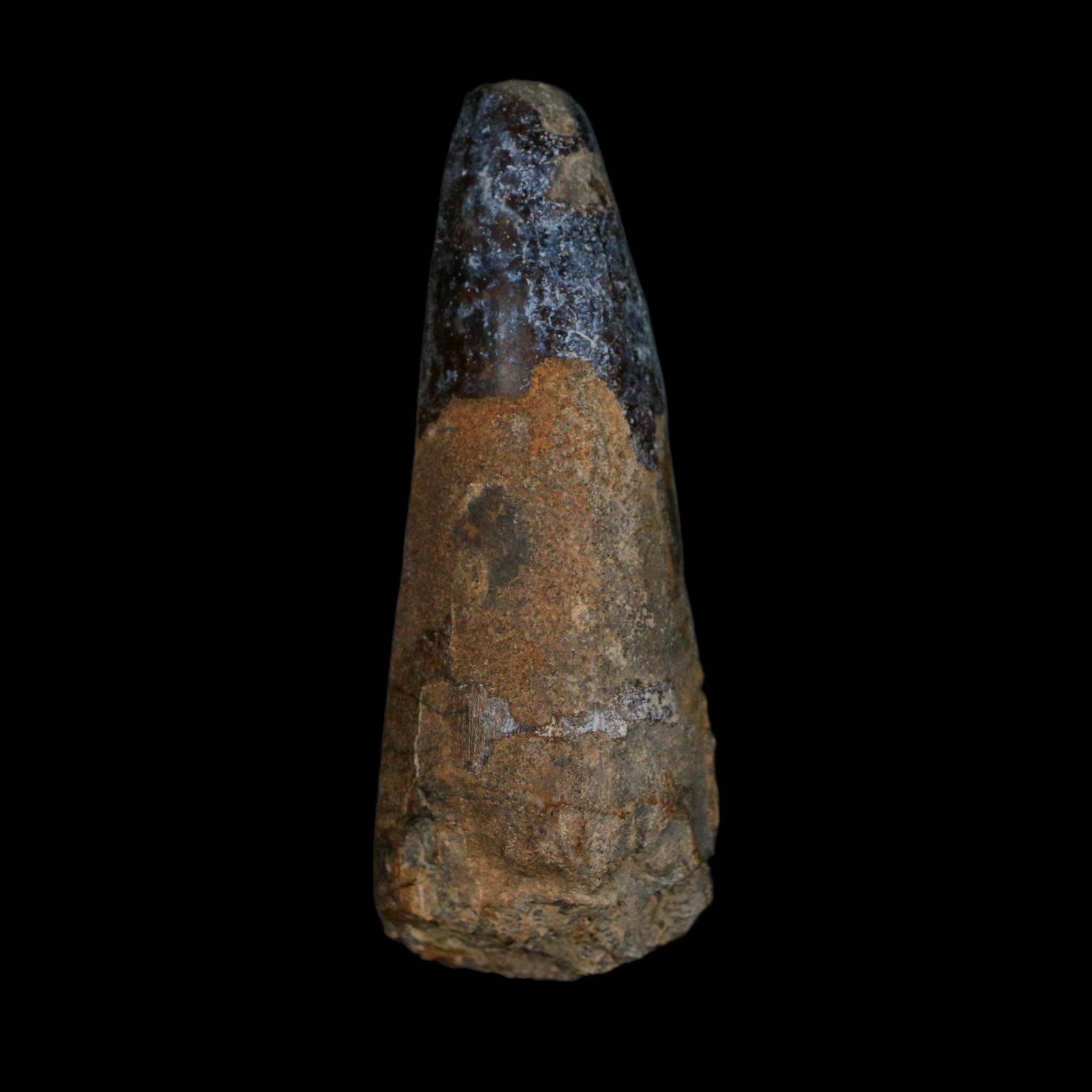 XL 2.6" Sarcosuchus Imperator Crocodile Fossil Tooth Elrhaz FM Cretaceous Niger COA - Fossil Age Minerals