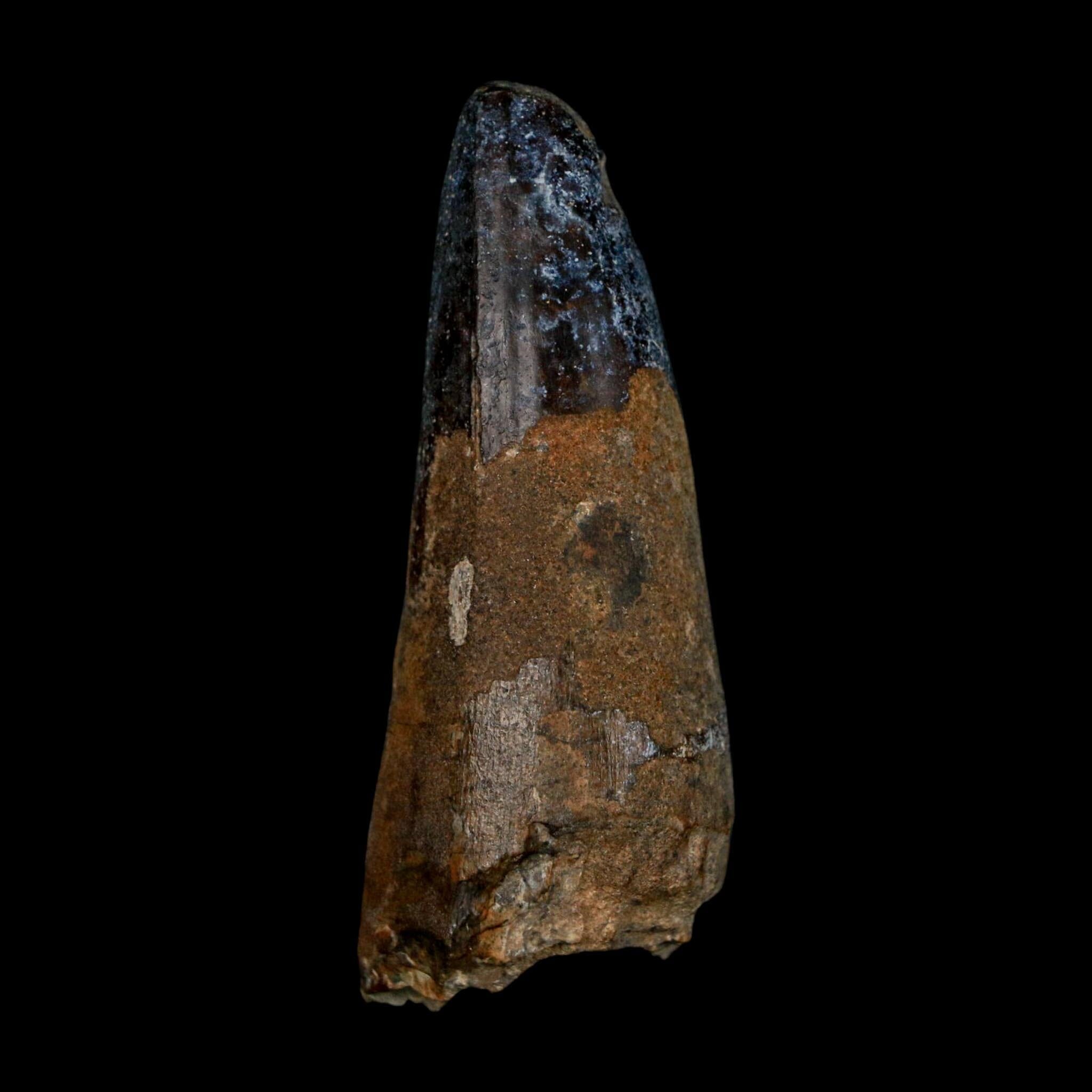 XL 2.6" Sarcosuchus Imperator Crocodile Fossil Tooth Elrhaz FM Cretaceous Niger COA - Fossil Age Minerals