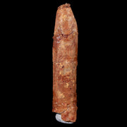 1.5 Rebbachisaurus Sauropod Fossil Tooth Early Cretaceous Dinosaur COA, Display