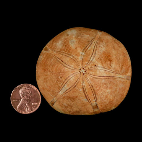 58MM Pygurus Marmonti Sea Urchin Fossil Sand Dollar Jurassic Age Madagascar