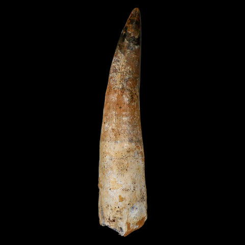 XL 3.1" Spinosaurus Fossil Tooth 100 Million Years Old Cretaceous Dinosaur COA - Fossil Age Minerals