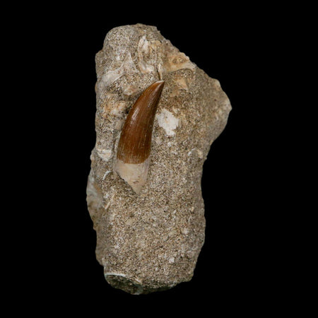 1.3" Plesiosaur Zarafasaura Tooth Fossil In Matrix Cretaceous Dinosaur Era COA