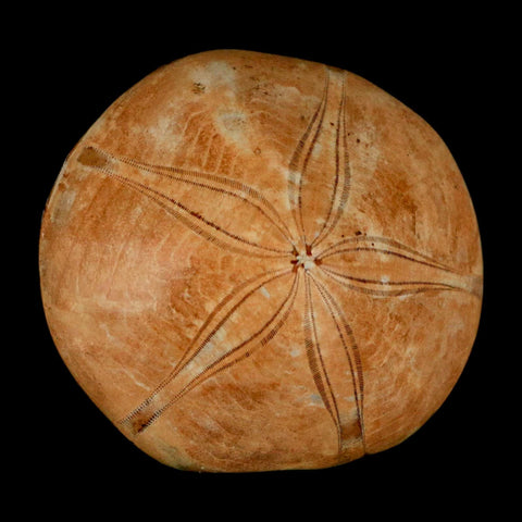 58MM Pygurus Marmonti Sea Urchin Fossil Sand Dollar Jurassic Age Madagascar