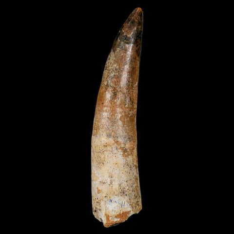 XL 3.1" Spinosaurus Fossil Tooth 100 Million Years Old Cretaceous Dinosaur COA - Fossil Age Minerals
