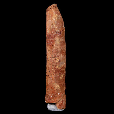 1.5 Rebbachisaurus Sauropod Fossil Tooth Early Cretaceous Dinosaur COA, Display
