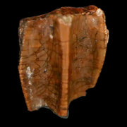 0.5" Brachylophosaurus Fossil Tooth Cretaceous Dinosaur Judith River, MT COA