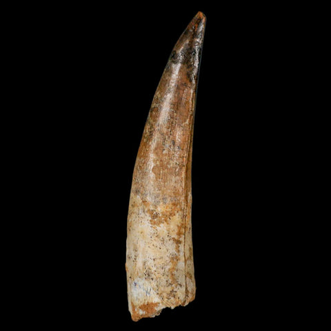 XL 3.1" Spinosaurus Fossil Tooth 100 Million Years Old Cretaceous Dinosaur COA - Fossil Age Minerals