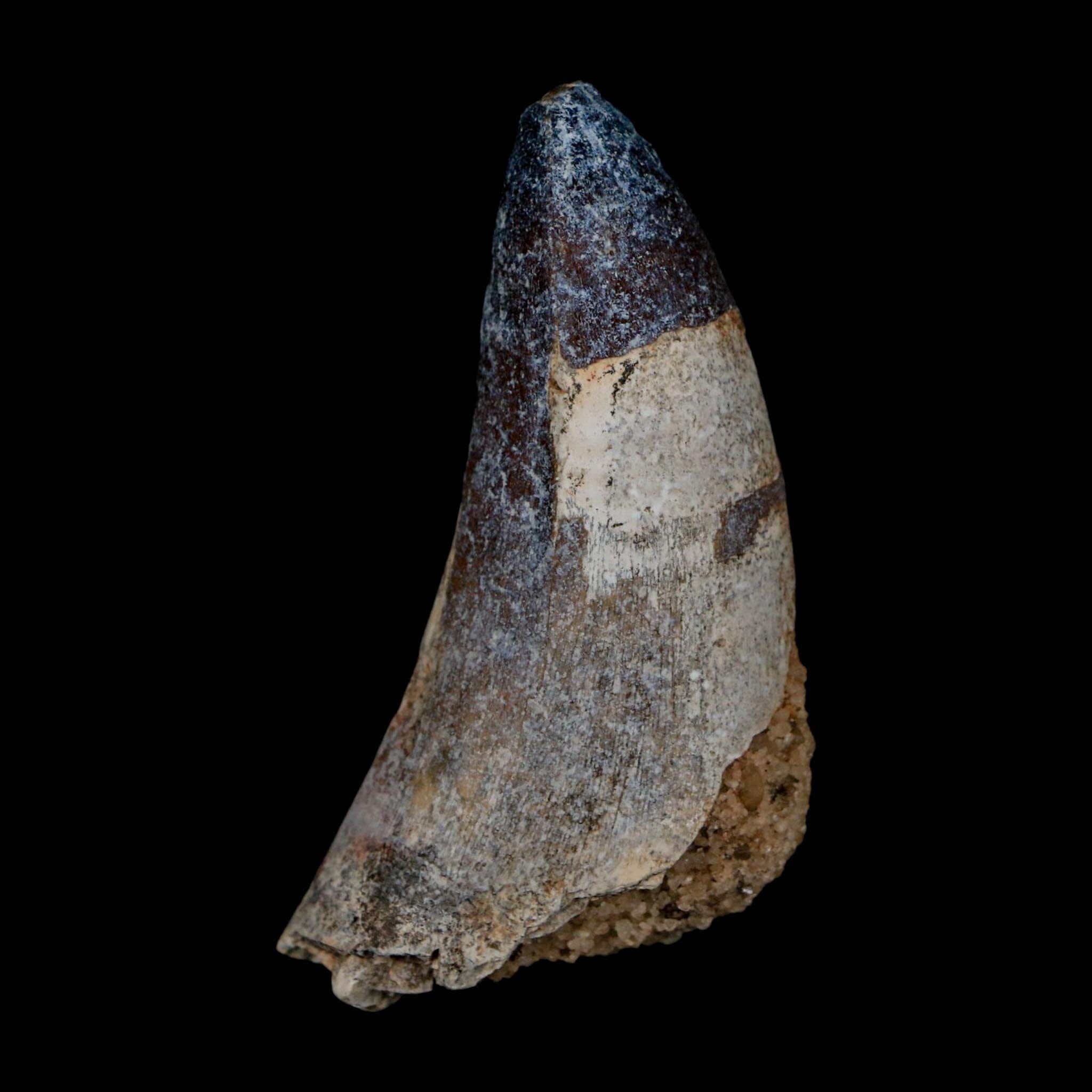 2.4" Sarcosuchus Imperator Crocodile Fossil Tooth Elrhaz FM Cretaceous Niger COA - Fossil Age Minerals