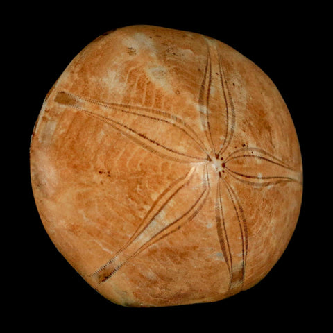 58MM Pygurus Marmonti Sea Urchin Fossil Sand Dollar Jurassic Age Madagascar