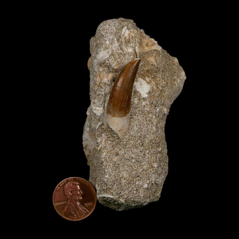 1.3" Plesiosaur Zarafasaura Tooth Fossil In Matrix Cretaceous Dinosaur Era COA - Fossil Age Minerals