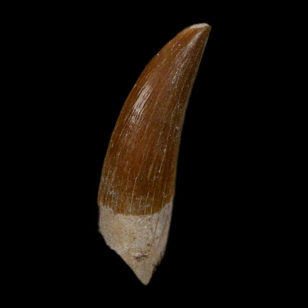 1.3" Plesiosaur Zarafasaura Tooth Fossil In Matrix Cretaceous Dinosaur Era COA
