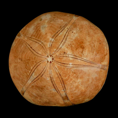 58MM Pygurus Marmonti Sea Urchin Fossil Sand Dollar Jurassic Age Madagascar