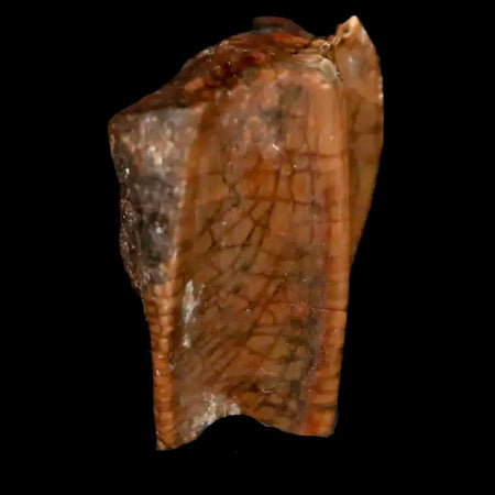 0.5" Brachylophosaurus Fossil Tooth Cretaceous Dinosaur Judith River, MT COA