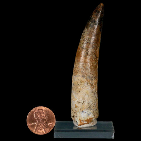 XL 3.1" Spinosaurus Fossil Tooth 100 Million Years Old Cretaceous Dinosaur COA