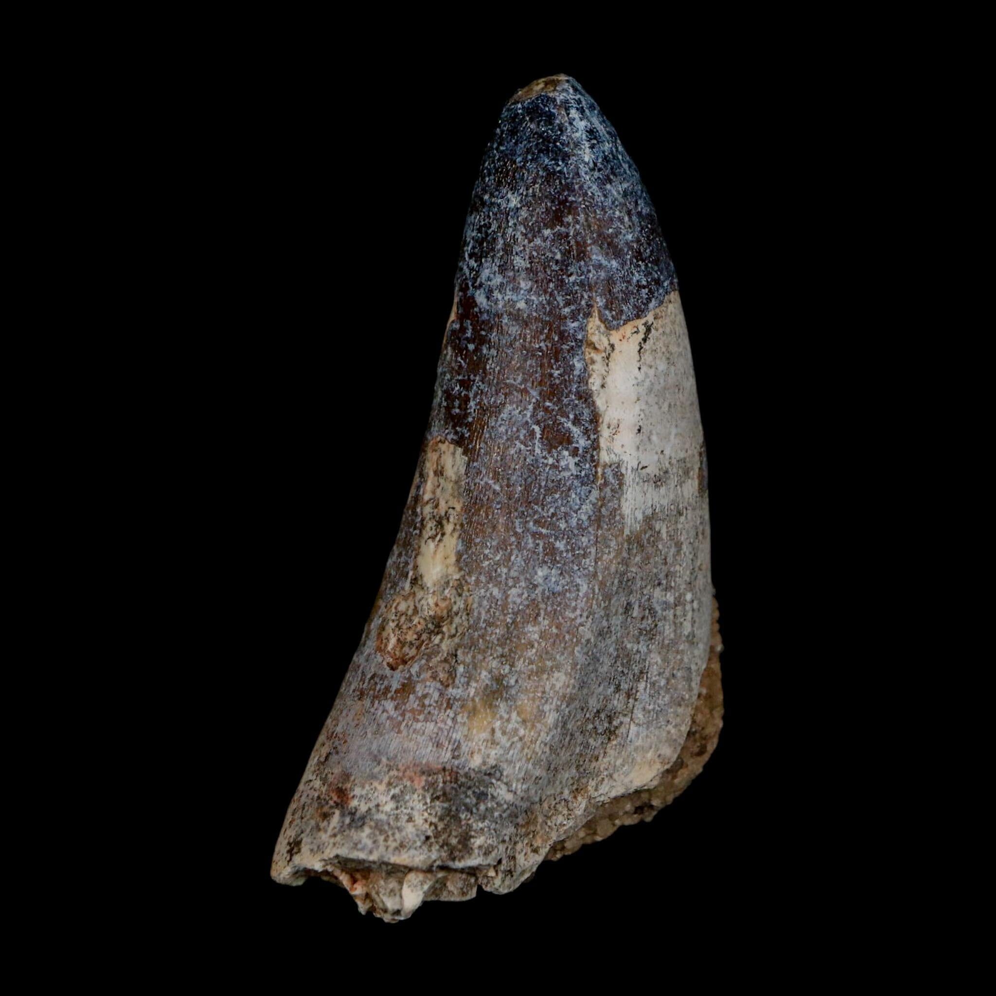2.4" Sarcosuchus Imperator Crocodile Fossil Tooth Elrhaz FM Cretaceous Niger COA - Fossil Age Minerals